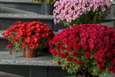 Beautiful composition with chrysanthemum flowers on stone stairs indoors