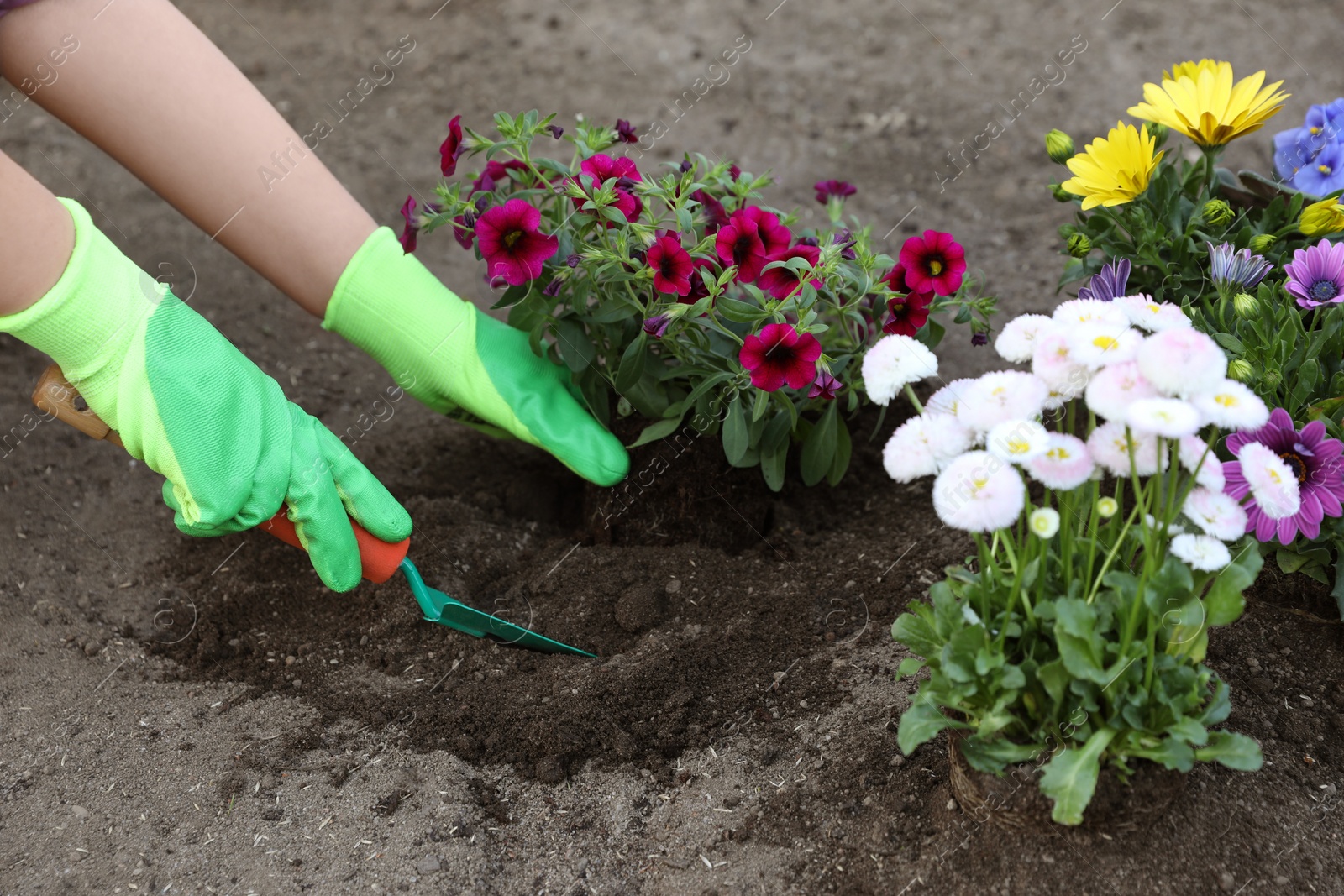 Photo of Woman in gardening gloves planting beautiful blooming flowers outdoors, closeup