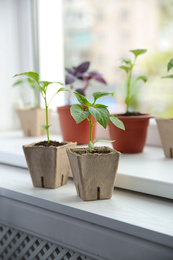 Photo of Green pepper seedlings in peat pots on window sill indoors