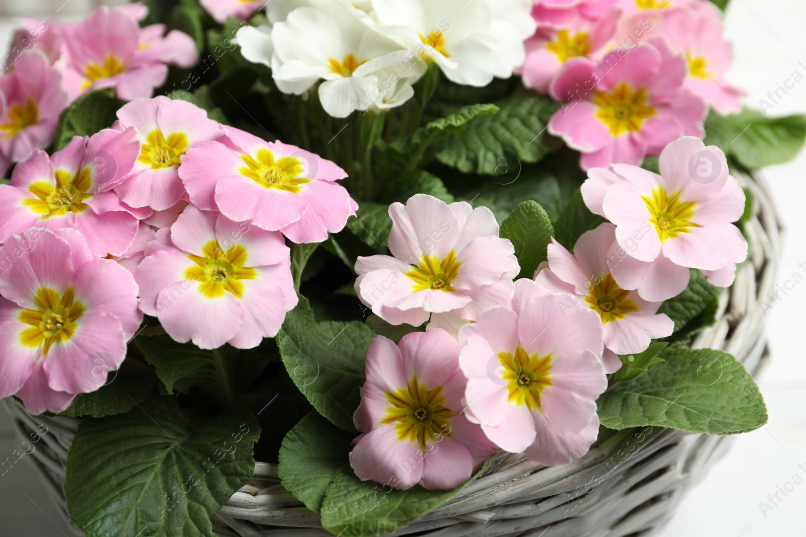 Photo of Beautiful primula (primrose) flowers in wicker basket on white table, closeup. Spring blossom