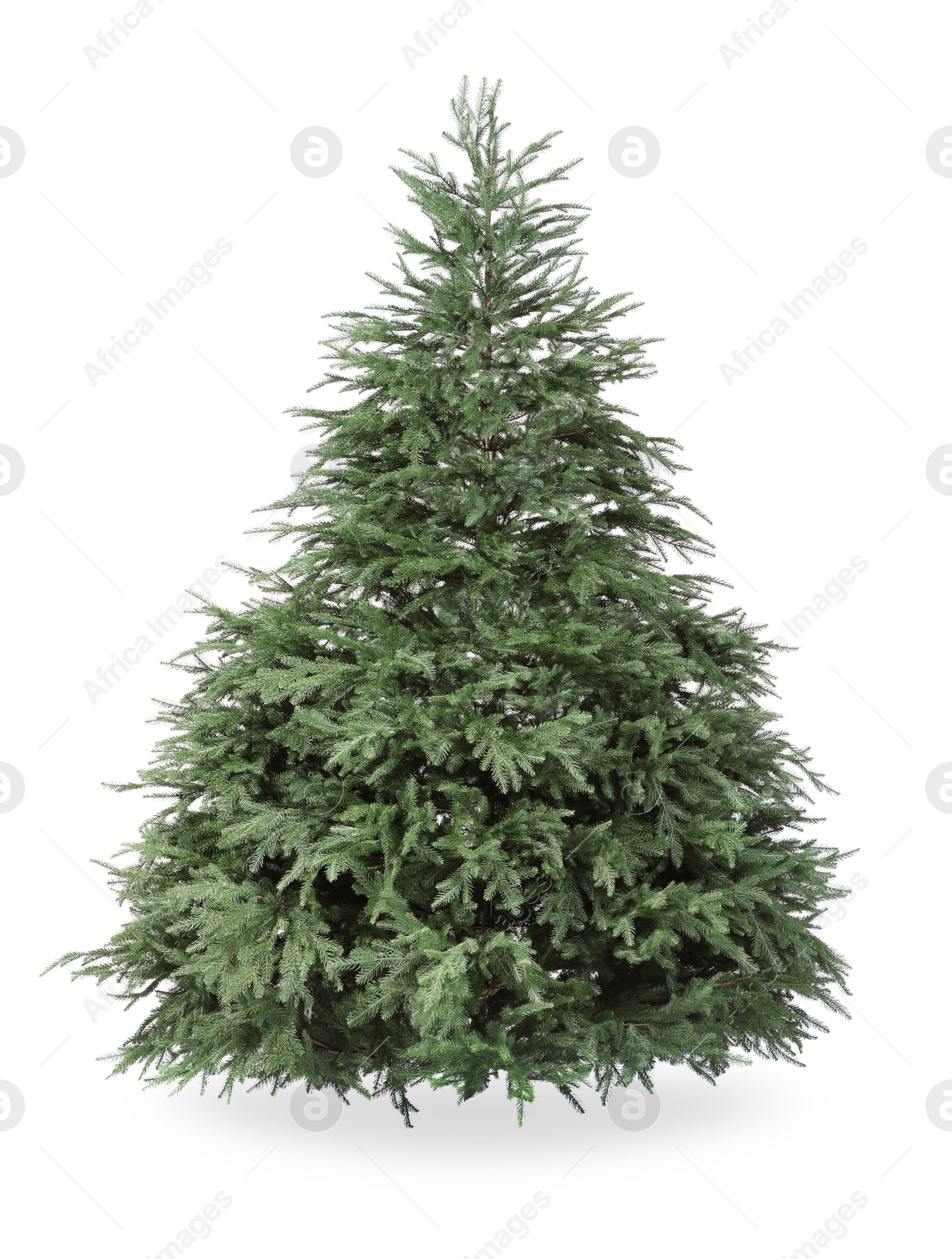 Photo of Beautiful green Christmas tree isolated on white