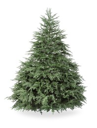 Beautiful green Christmas tree isolated on white