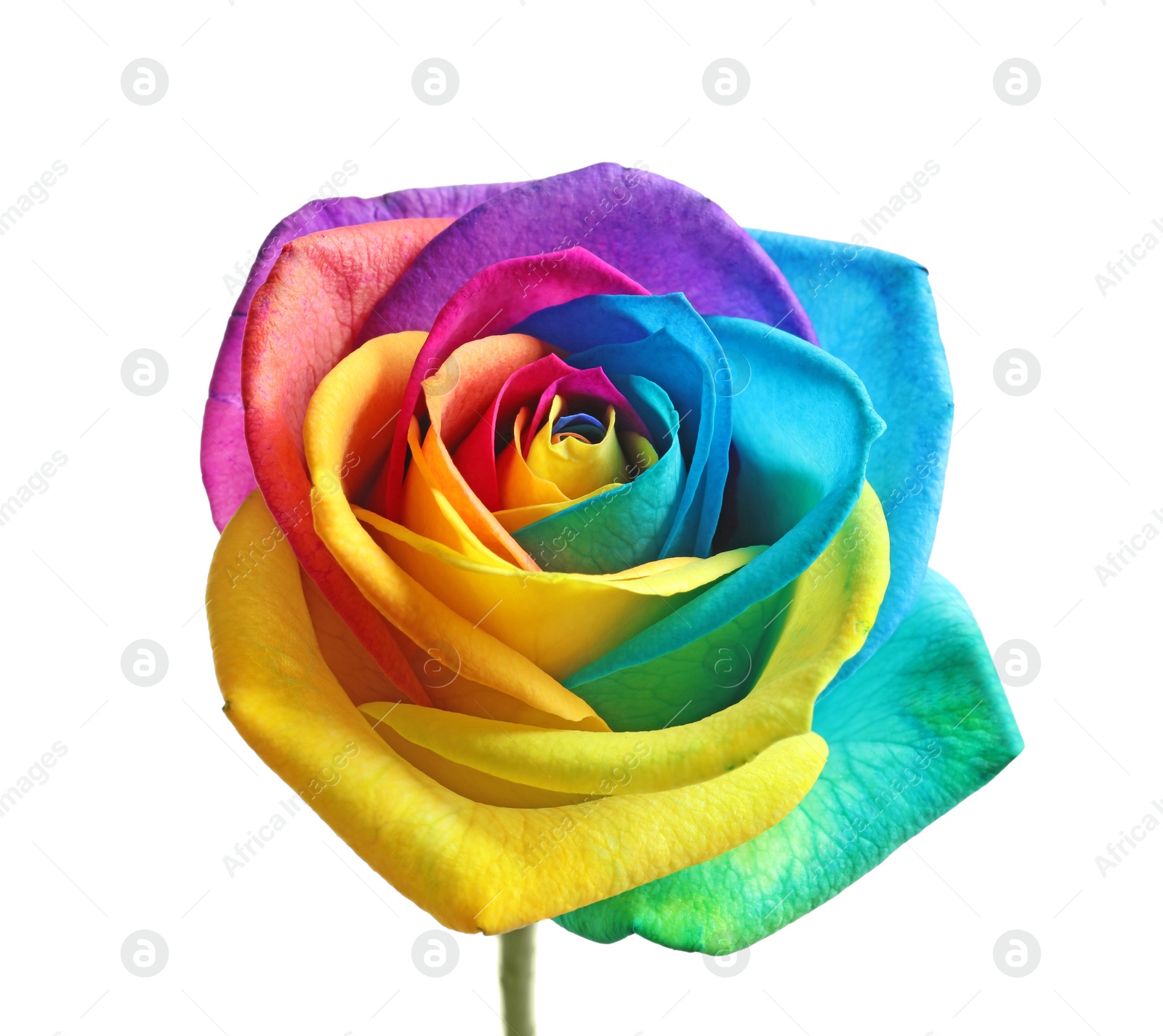 Photo of Amazing rainbow rose flower on white background