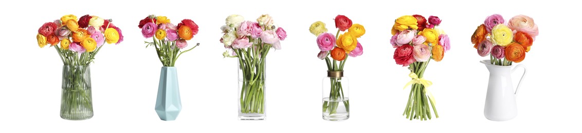 Image of Set with beautiful spring ranunculus flowers on white background. Banner design