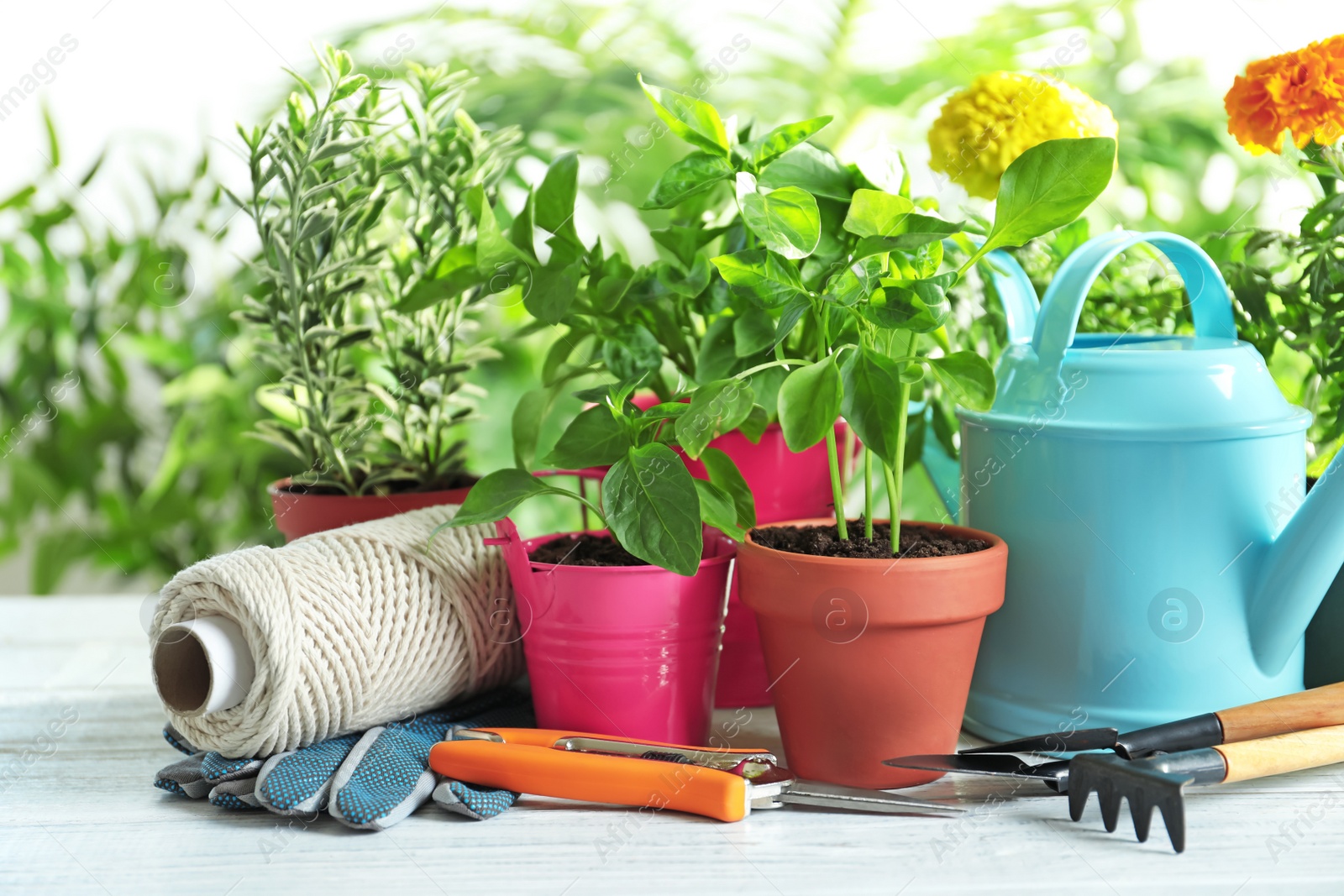 Photo of Plants and gardening tools on wooden table