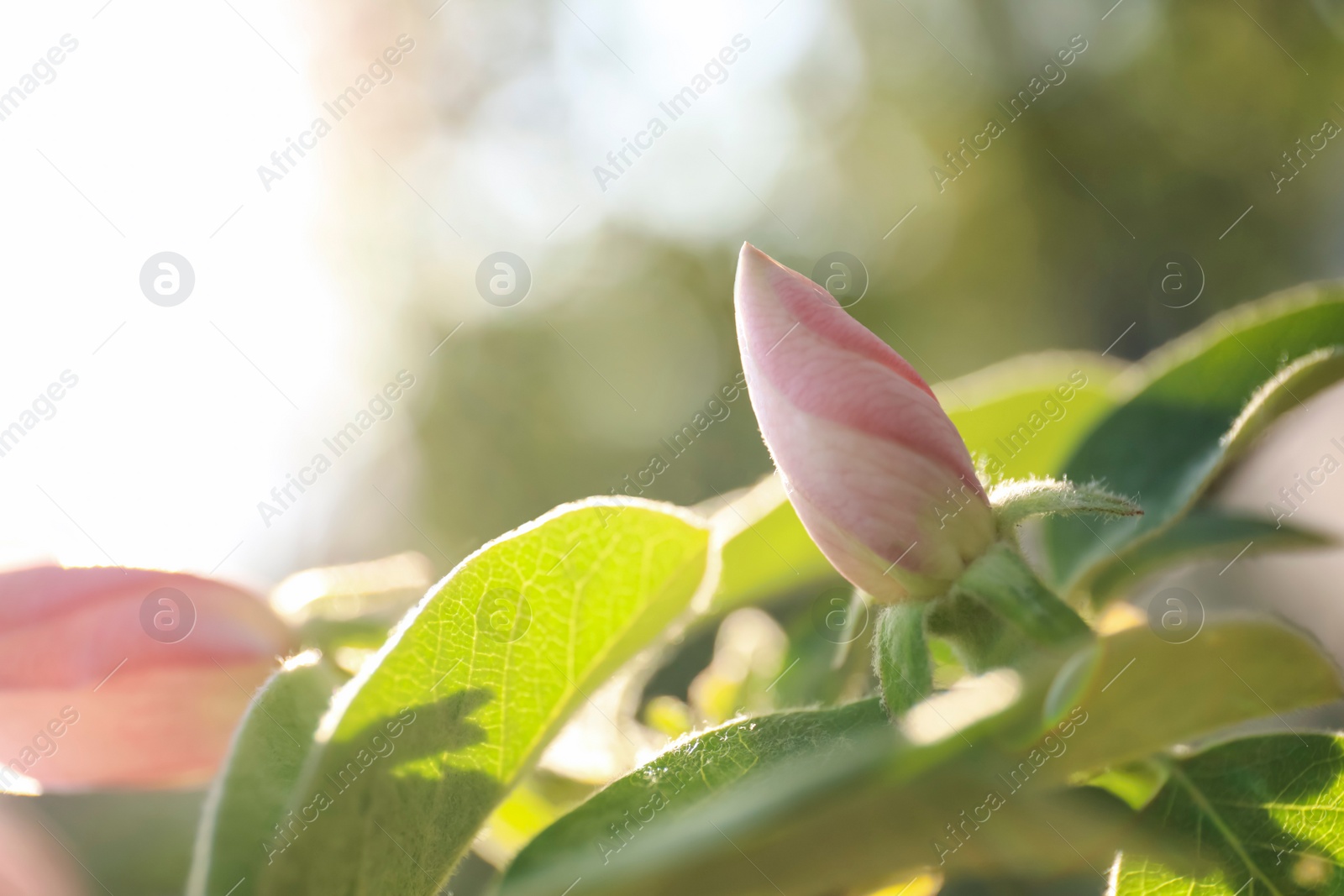 Photo of Closeup view of beautiful blossoming quince tree outdoors on spring day