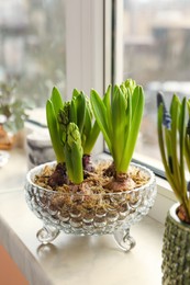 Photo of Spring is coming. Beautiful bulbous plants on windowsill indoors