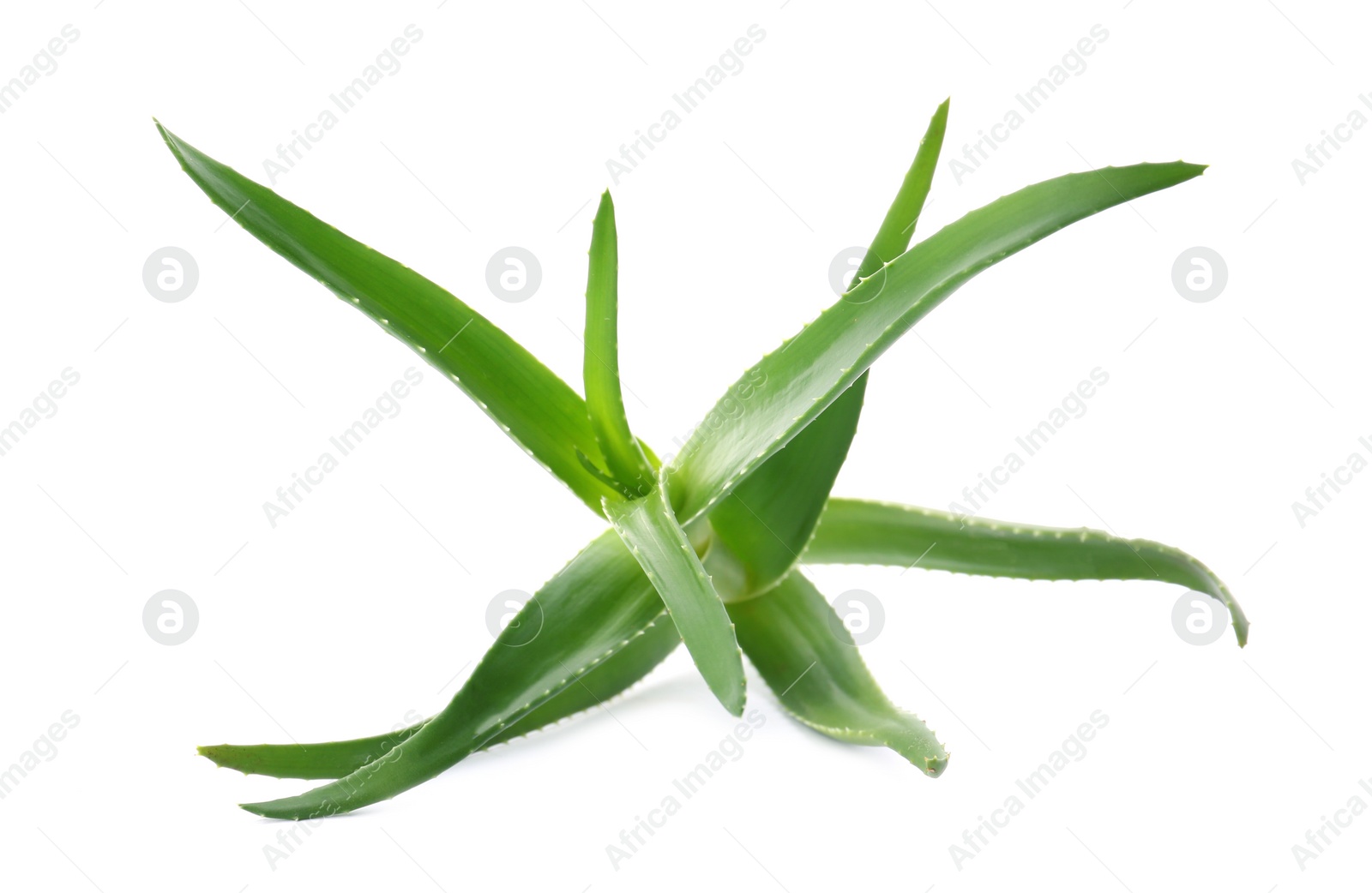 Photo of Aloe vera with green leaves on white background