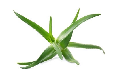 Photo of Aloe vera with green leaves on white background