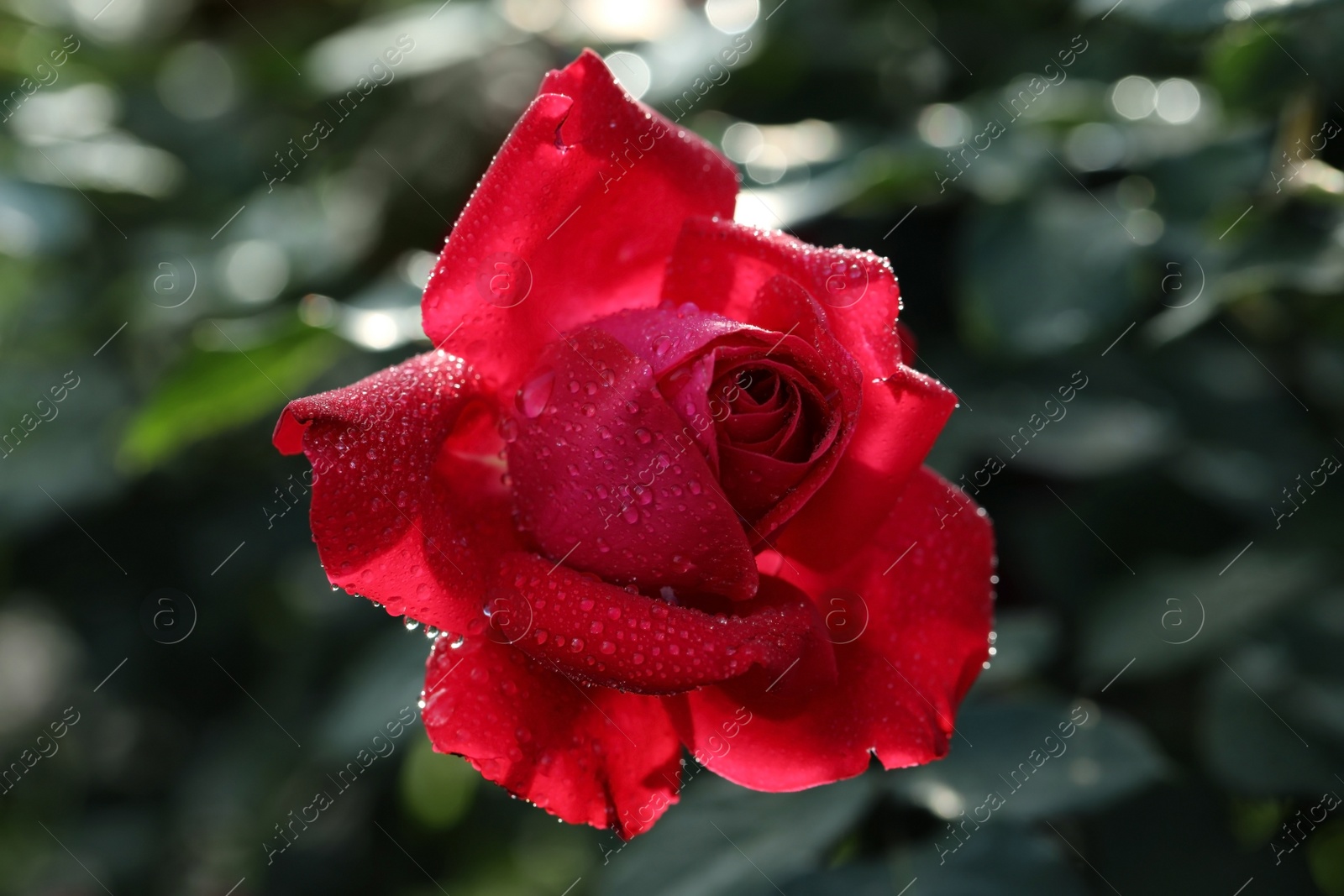 Photo of Beautiful blooming rose in garden on sunny day, closeup view