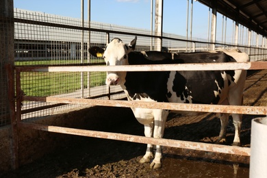 Photo of Pretty cow behind fence on farm. Animal husbandry