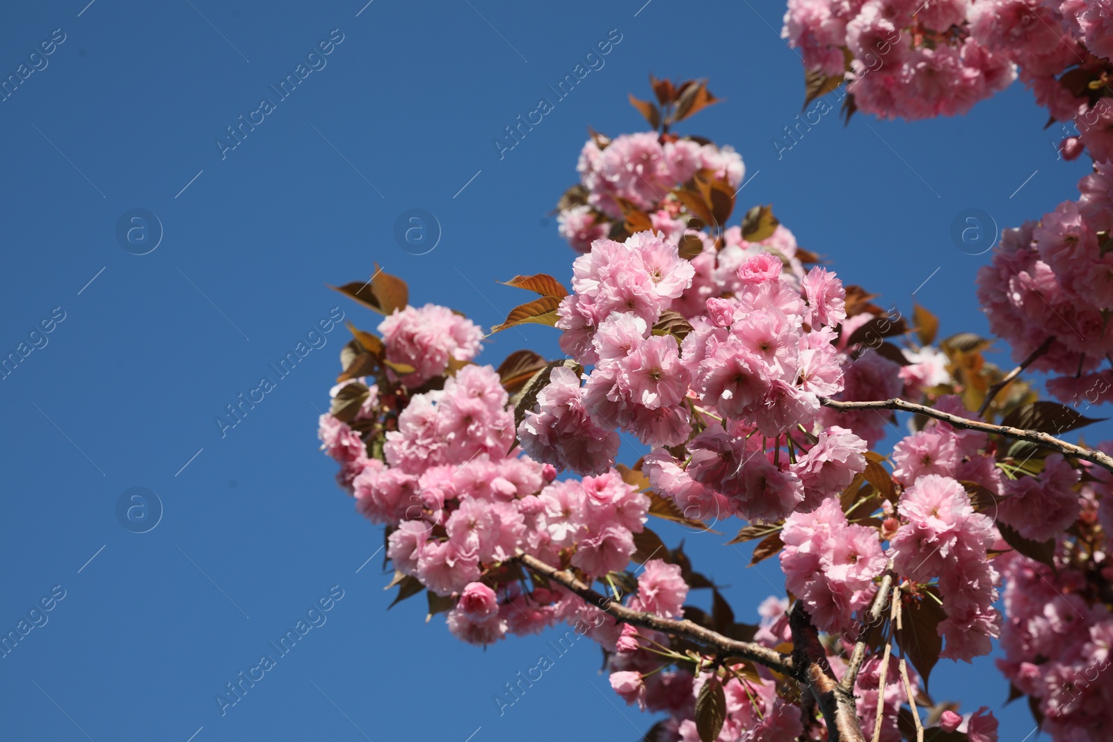 Photo of Beautiful sakura tree with pink flowers growing against blue sky, low angle view. Space for text