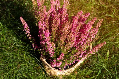 Wicker basket with blooming heather flowers outdoors, above view