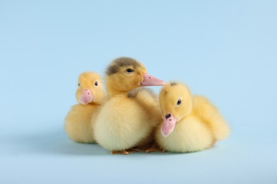 Photo of Baby animals. Cute fluffy ducklings sitting on light blue background, selective focus