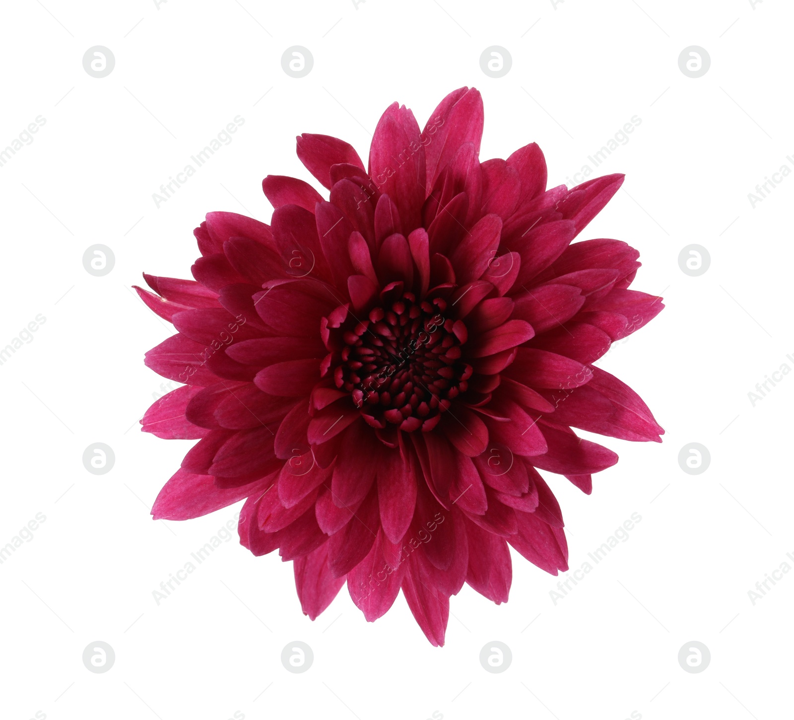 Photo of Beautiful blooming chrysanthemum flower isolated on white