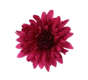 Photo of Beautiful blooming chrysanthemum flower isolated on white