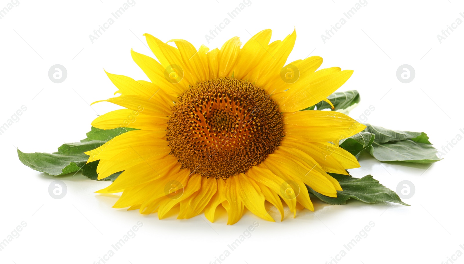 Photo of Beautiful bright blooming sunflower isolated on white