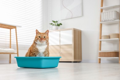 Cute ginger cat in litter tray at home. Space for text