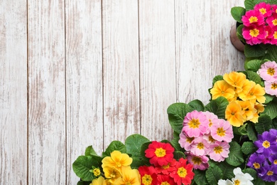 Primrose Primula Vulgaris flowers on white wooden background flat lay with space for text. Spring season