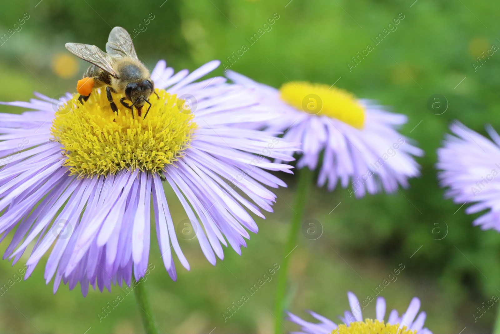 Photo of Honeybee collecting nectar from beautiful flower outdoors, closeup. Space for text