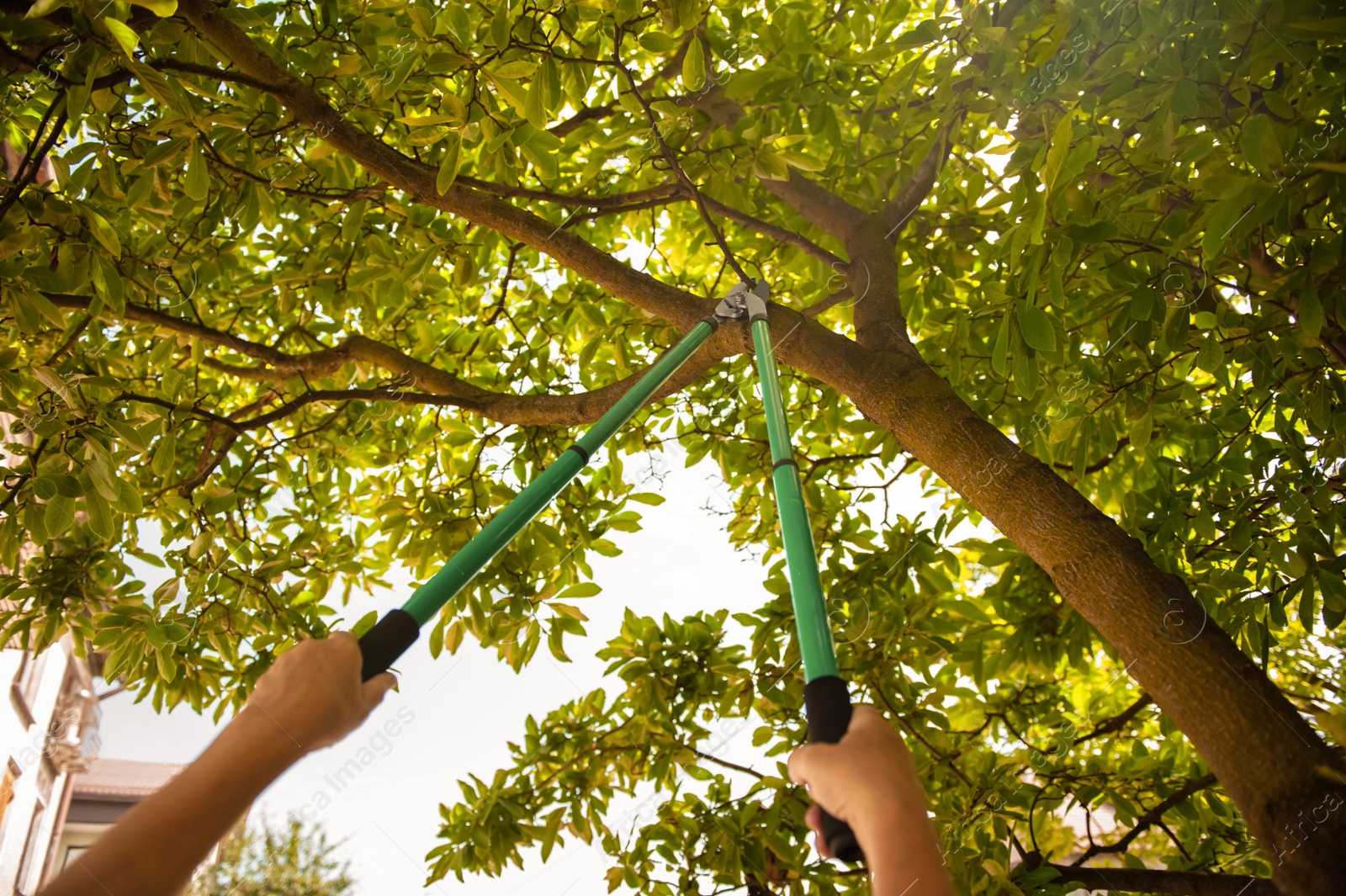 Photo of Gardener pruning tree with secateurs outdoors, closeup