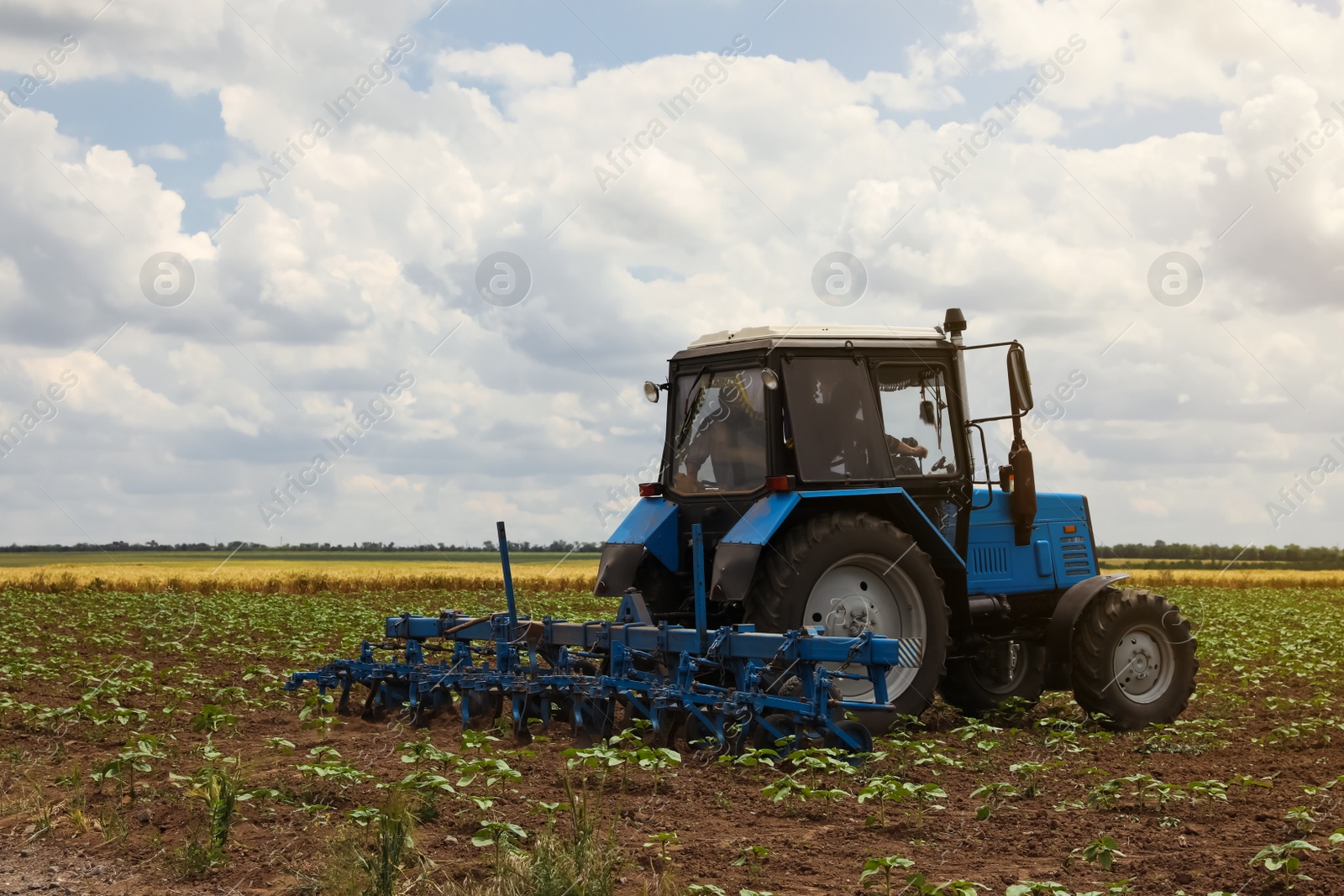 Photo of Modern tractor cultivating field of ripening sunflowers. Agricultural industry