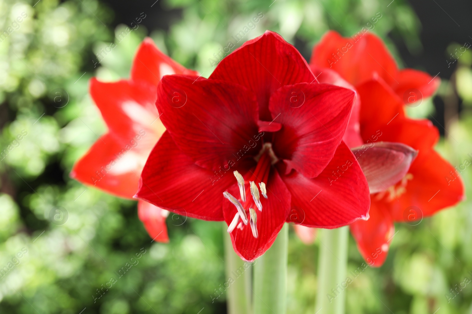 Photo of Beautiful red amaryllis flowers on blurred background, closeup