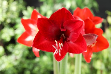 Beautiful red amaryllis flowers on blurred background, closeup