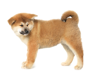 Cute Akita Inu puppy on white background. Baby animal