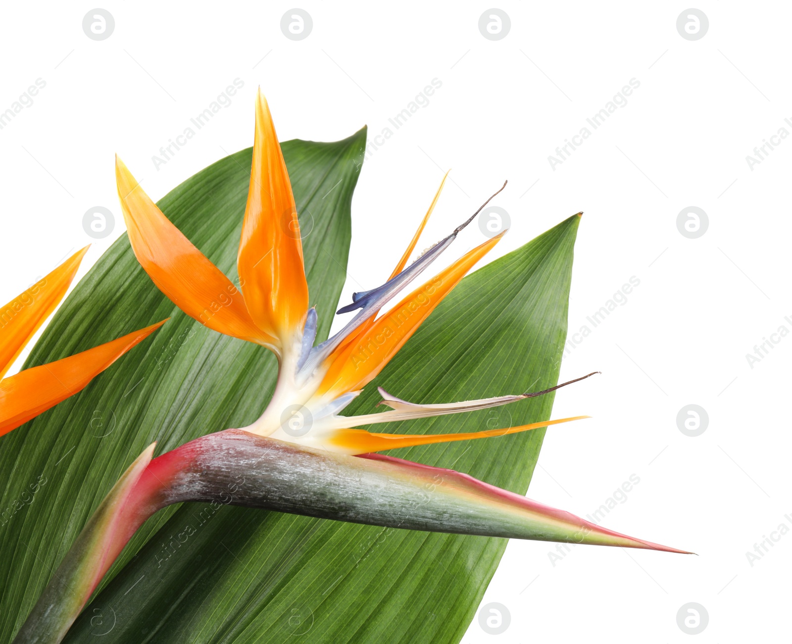 Photo of Bird of Paradise tropical flowers isolated on white