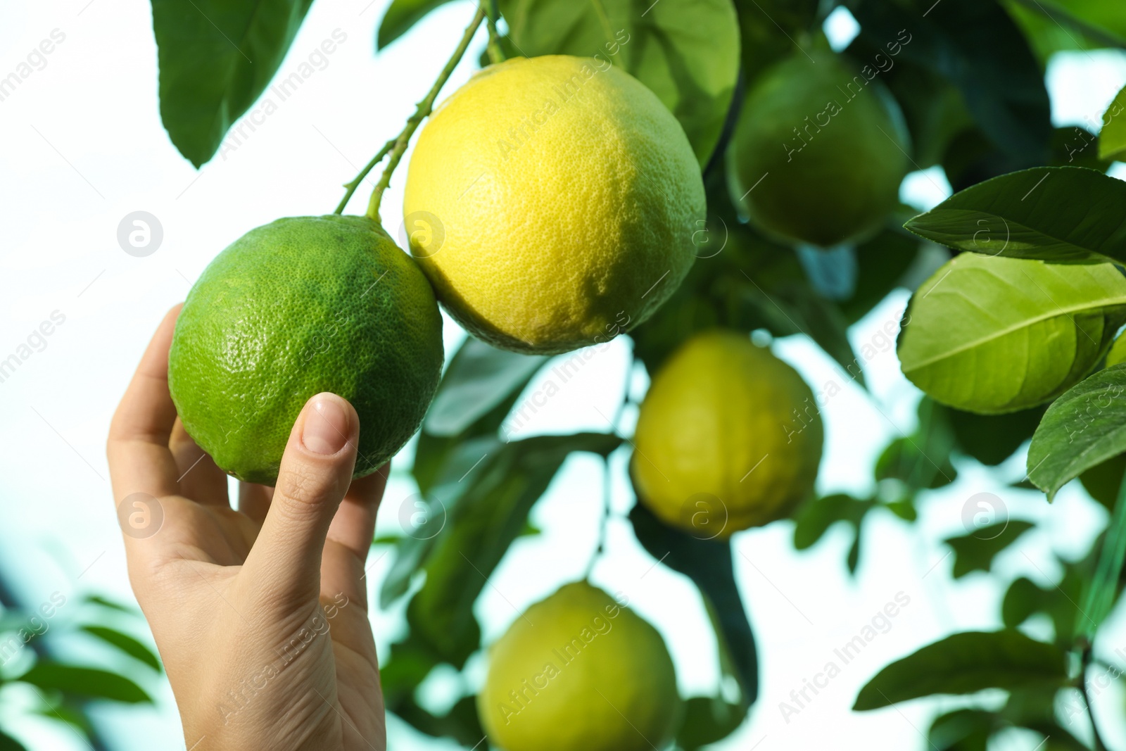 Photo of Woman picking ripe lemon from branch outdoors, closeup