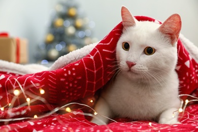 Photo of Cute white cat under blanket on bed in room decorated for Christmas, space for text. Cozy winter