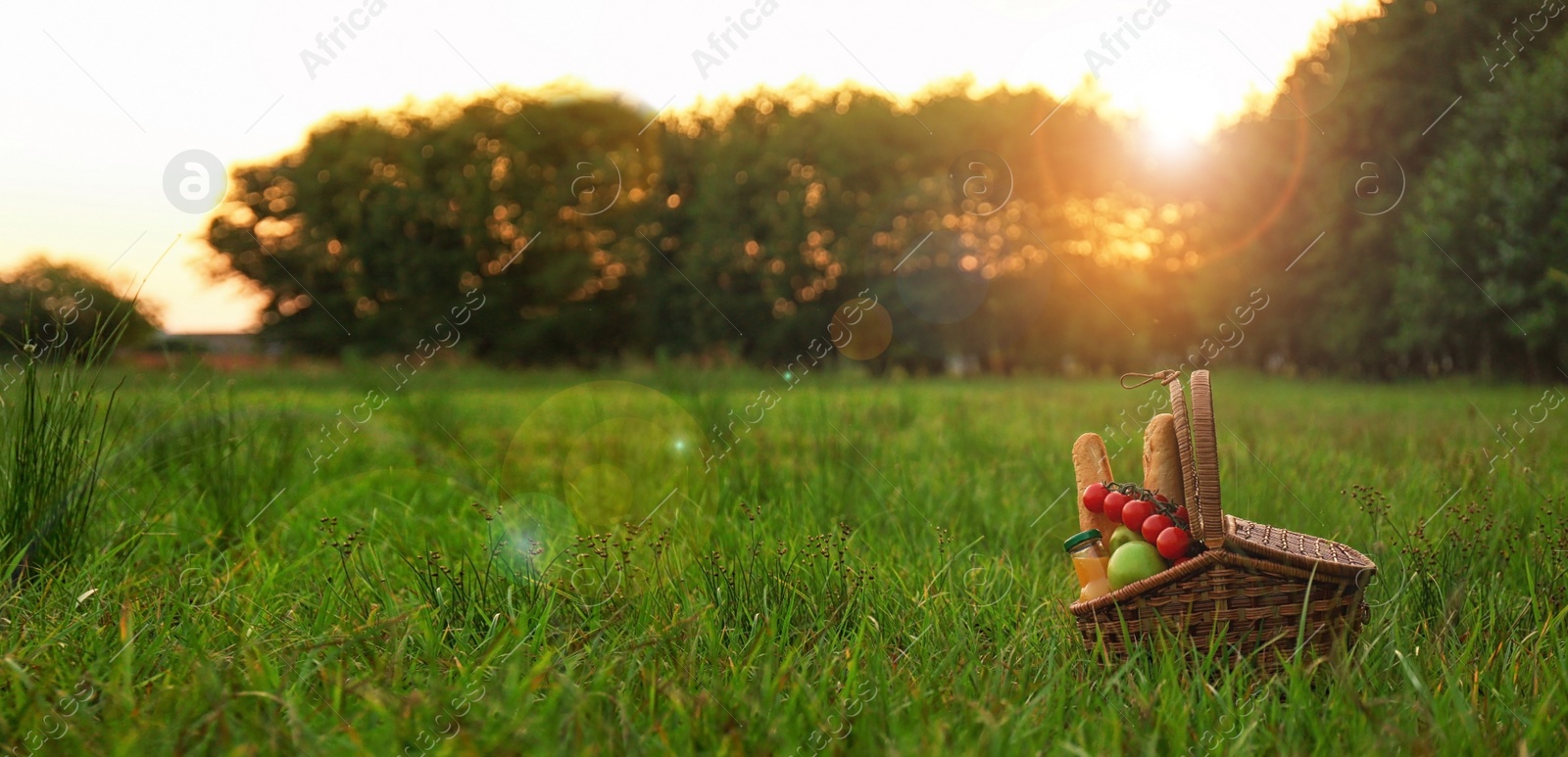 Image of Picnic basket with snacks on green grass in park, space for text. Banner design