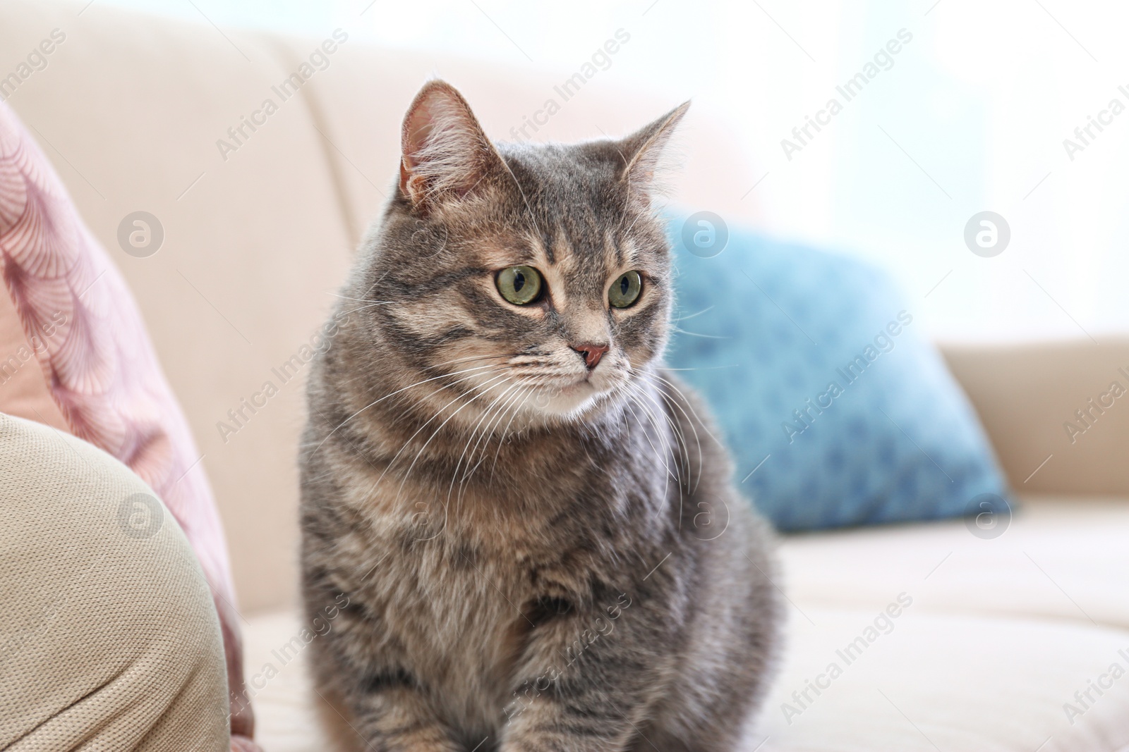 Photo of Cute gray tabby cat on sofa. Lovely pet