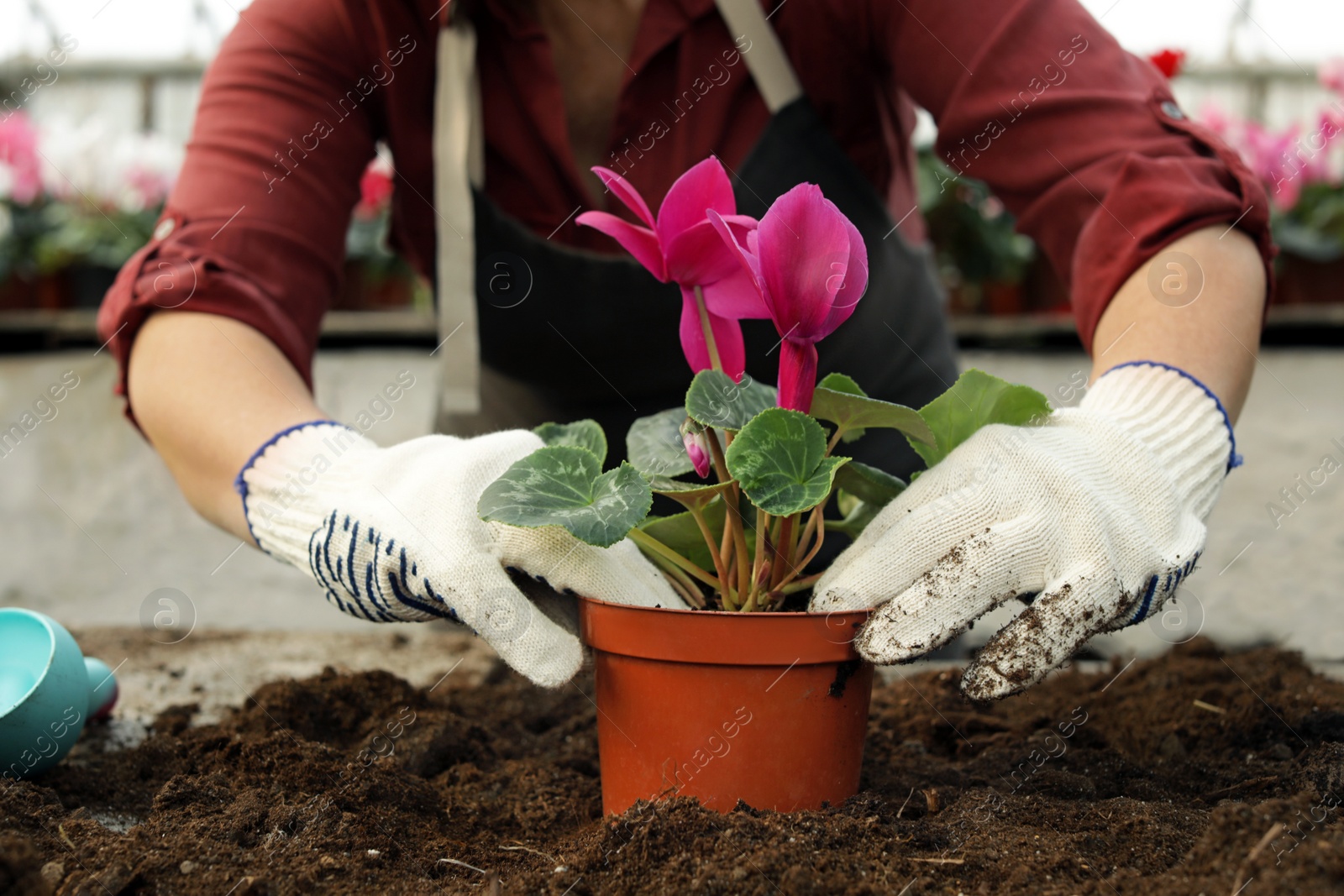 Photo of Woman potting flower in greenhouse, closeup. Home gardening