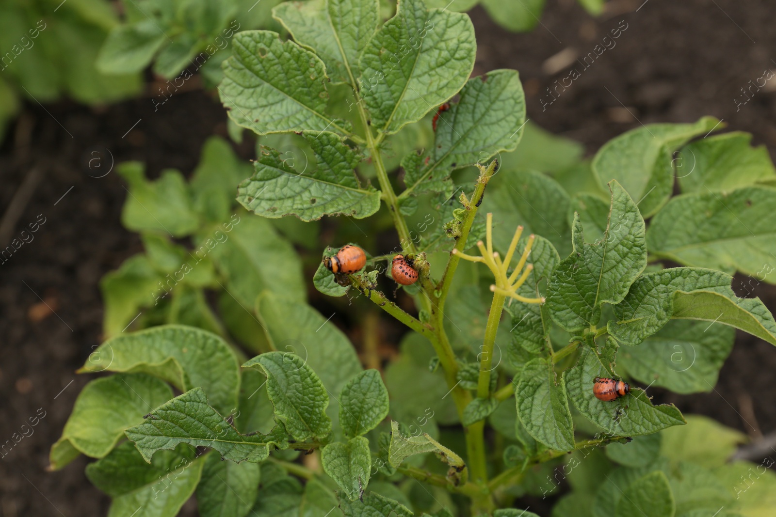 Photo of Larvae of colorado beetles on potato plant outdoors, closeup