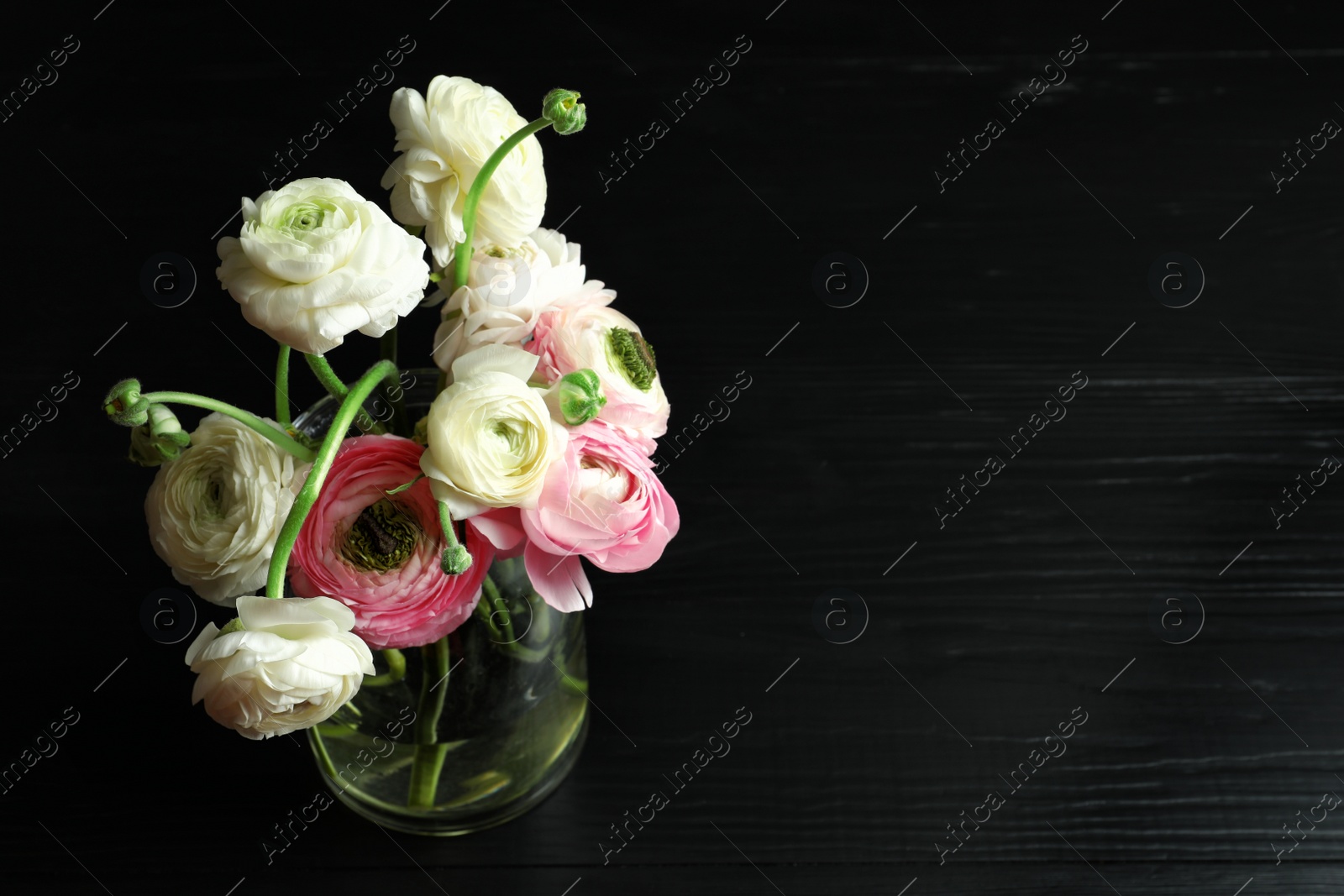 Photo of Glass vase with beautiful ranunculus flowers on black background