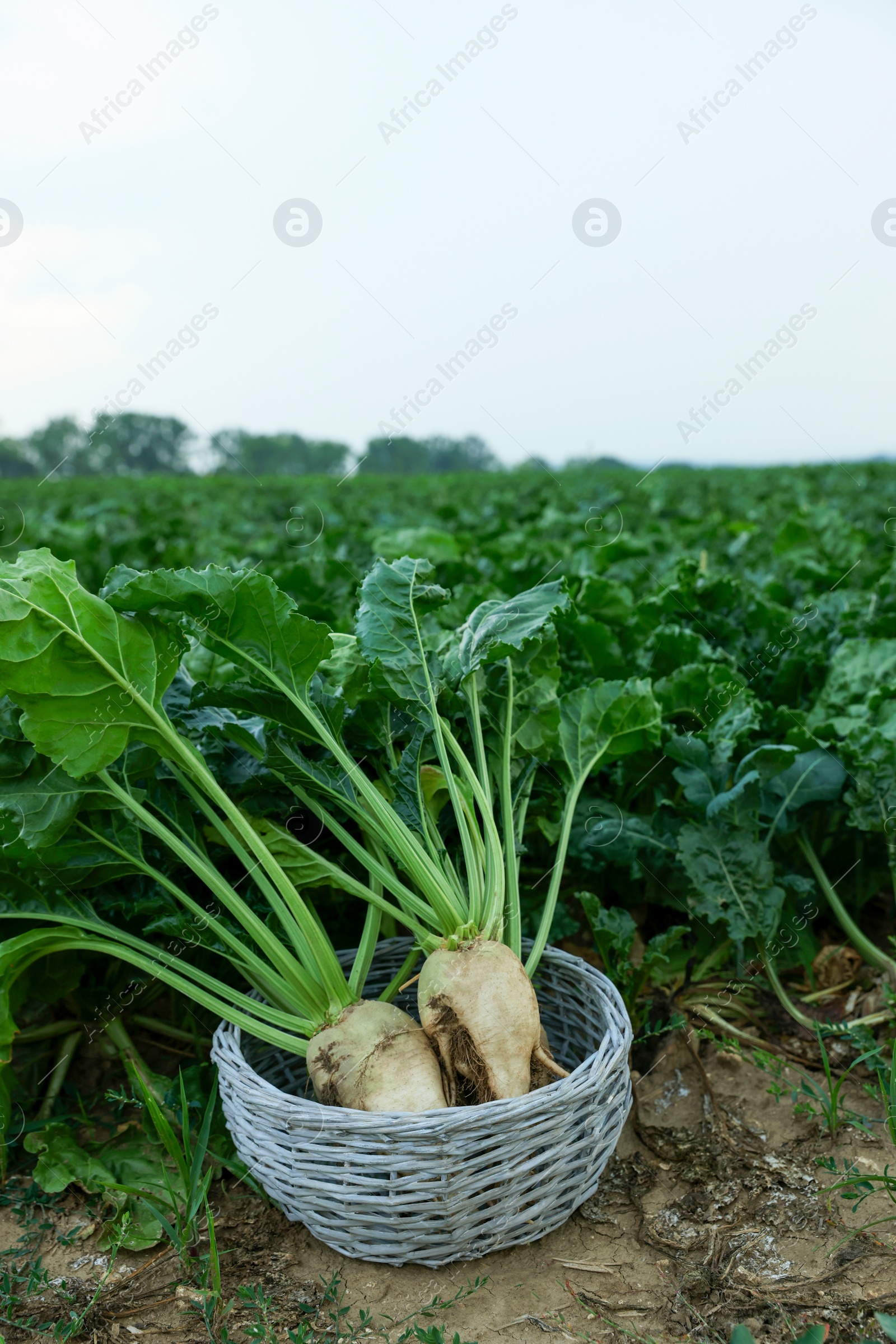 Photo of Wicker basket with fresh white beet plants in field