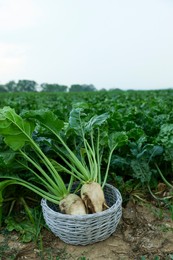 Photo of Wicker basket with fresh white beet plants in field