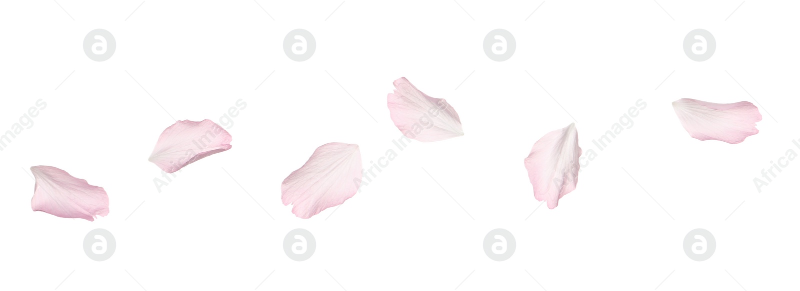 Photo of Beautiful pink sakura blossom petals isolated on white