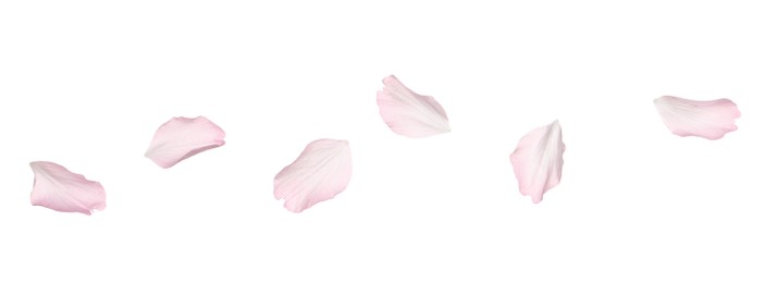 Photo of Beautiful pink sakura blossom petals isolated on white