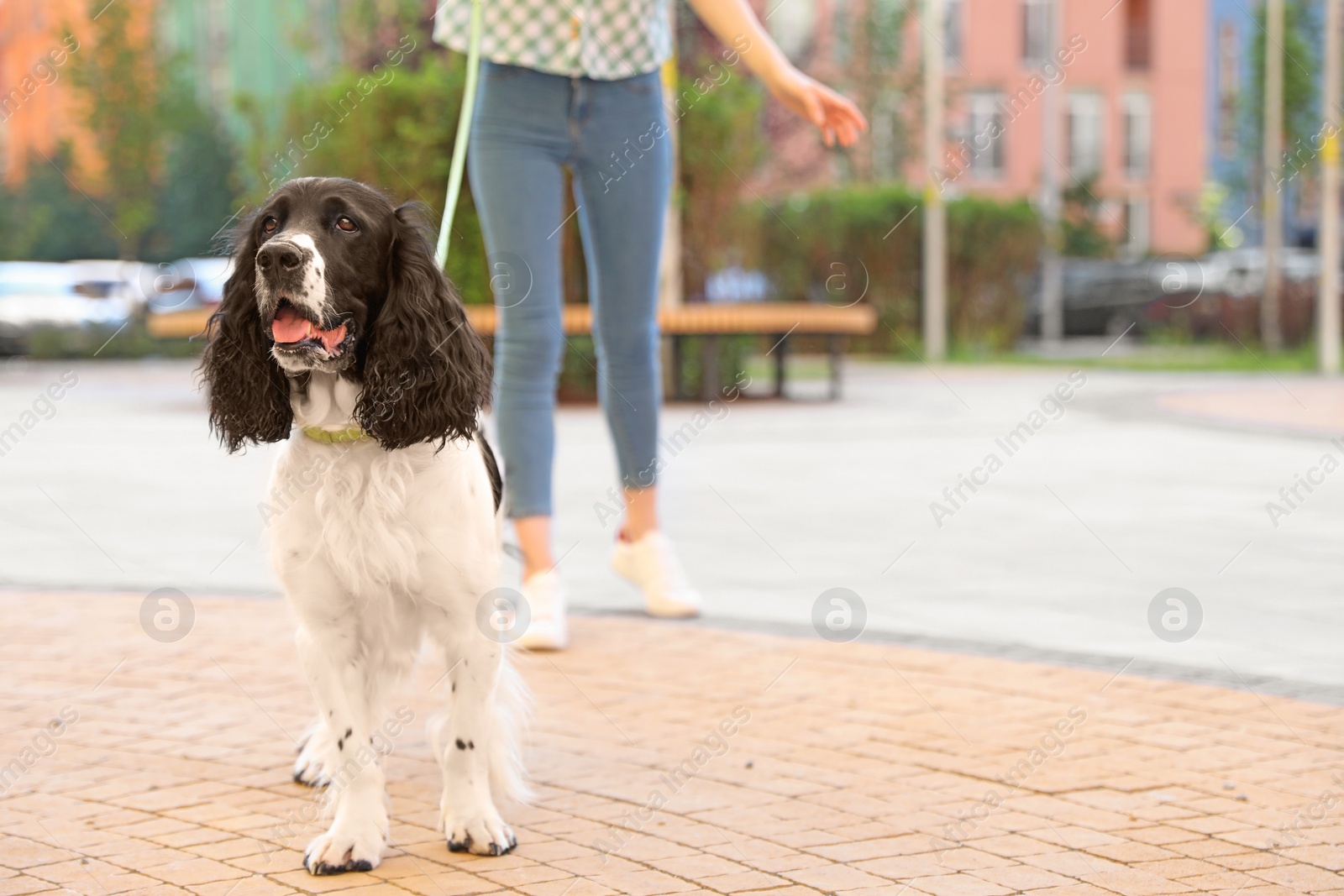 Photo of Woman walking English Springer Spaniel dog outdoors