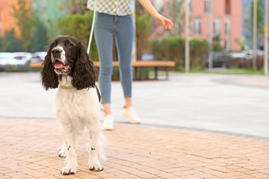 Woman walking English Springer Spaniel dog outdoors