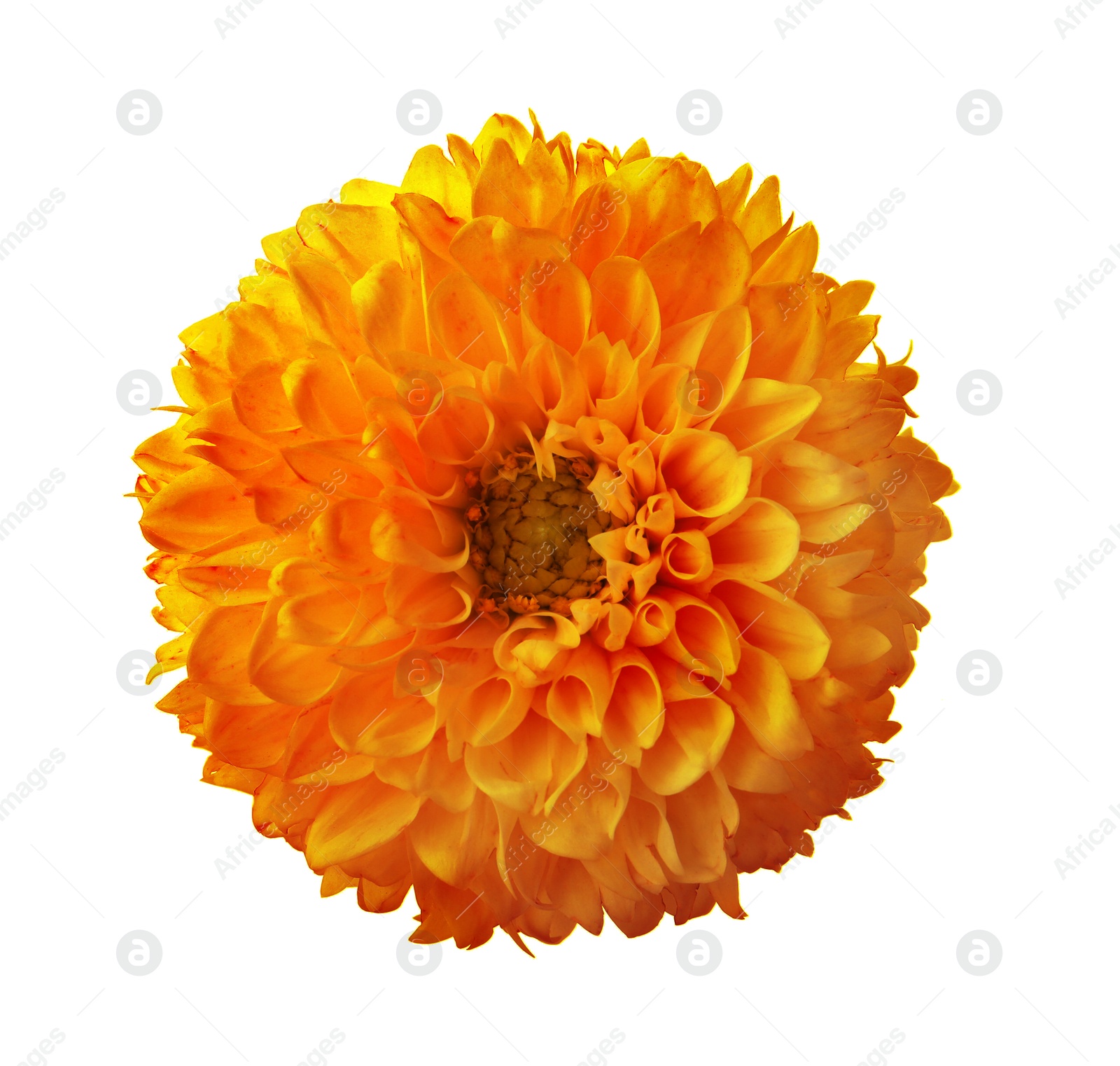 Image of Beautiful orange dahlia flower isolated on white