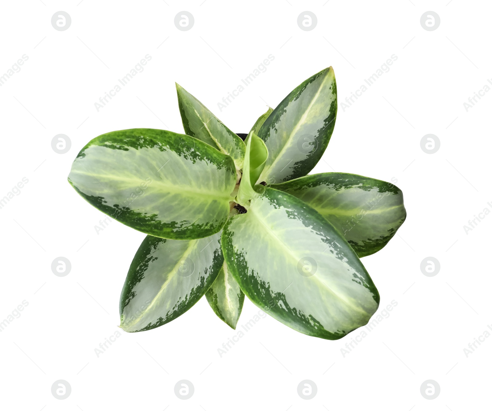 Photo of Beautiful Aglaonema plant isolated on white, top view. House decor
