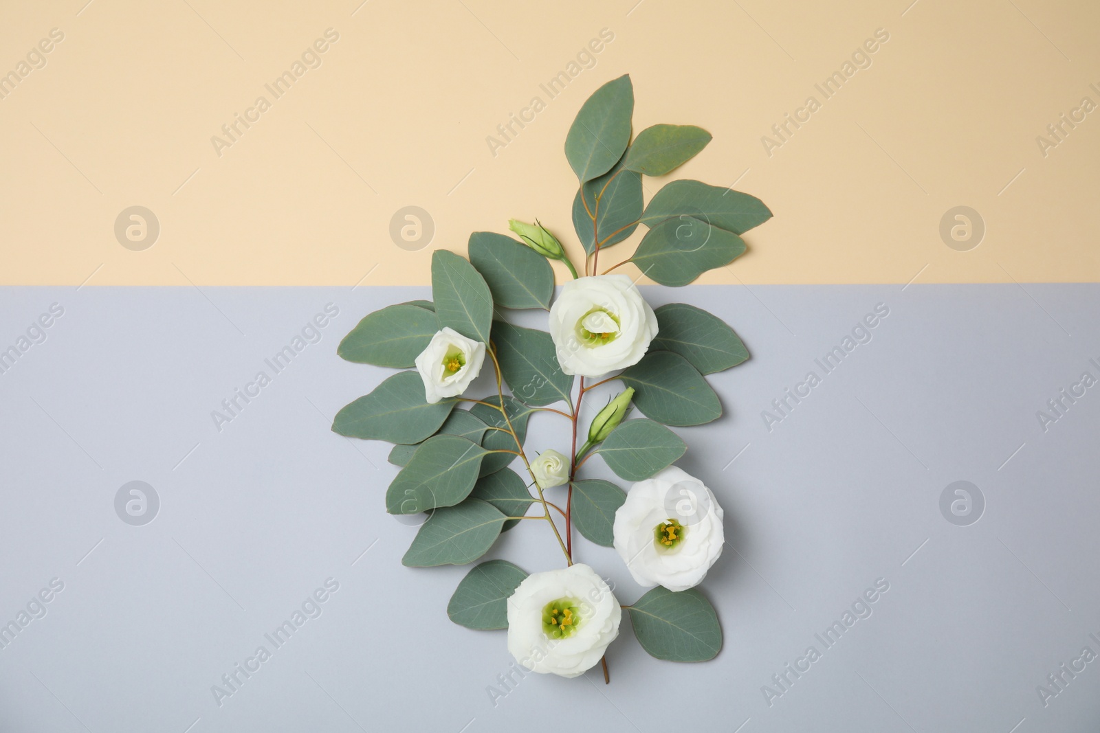 Photo of Flat lay composition with fresh eucalyptus leaves and flowers on color background