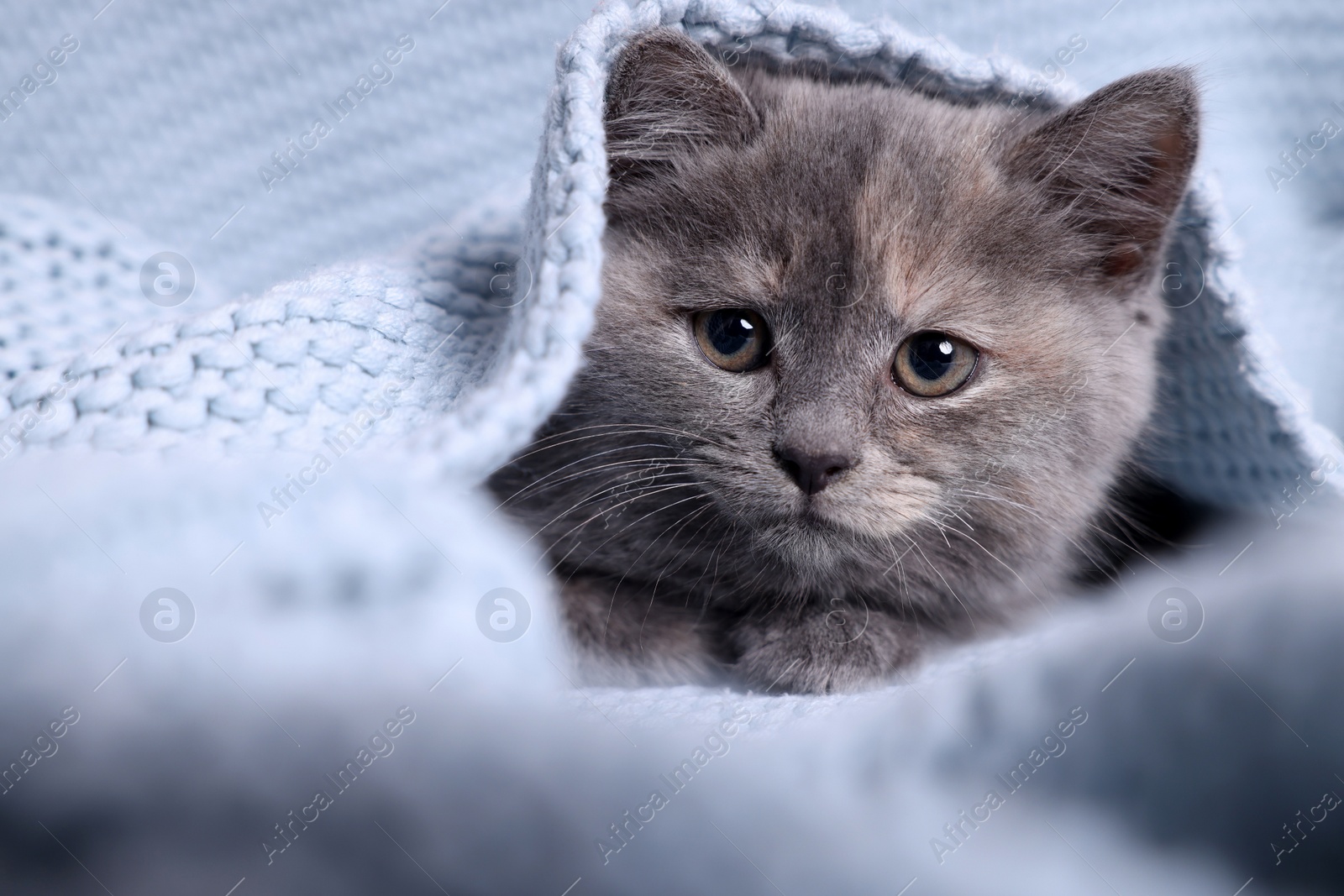 Photo of Cute fluffy kitten in light blue knitted blanket