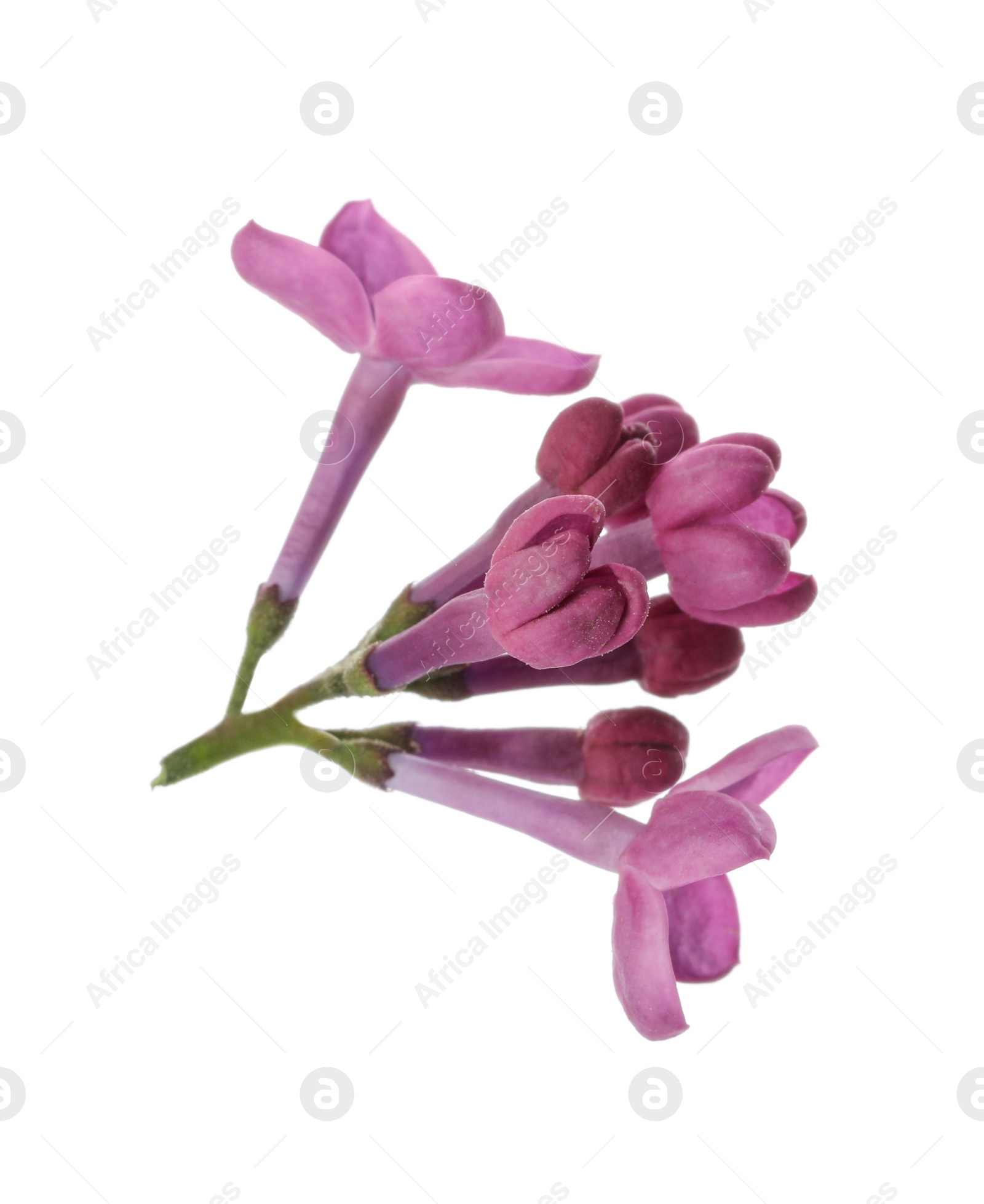 Photo of Beautiful purple lilac blossom isolated on white