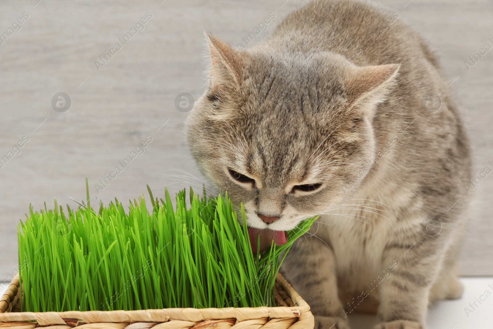 Photo of Cute cat licking fresh green grass on white surface