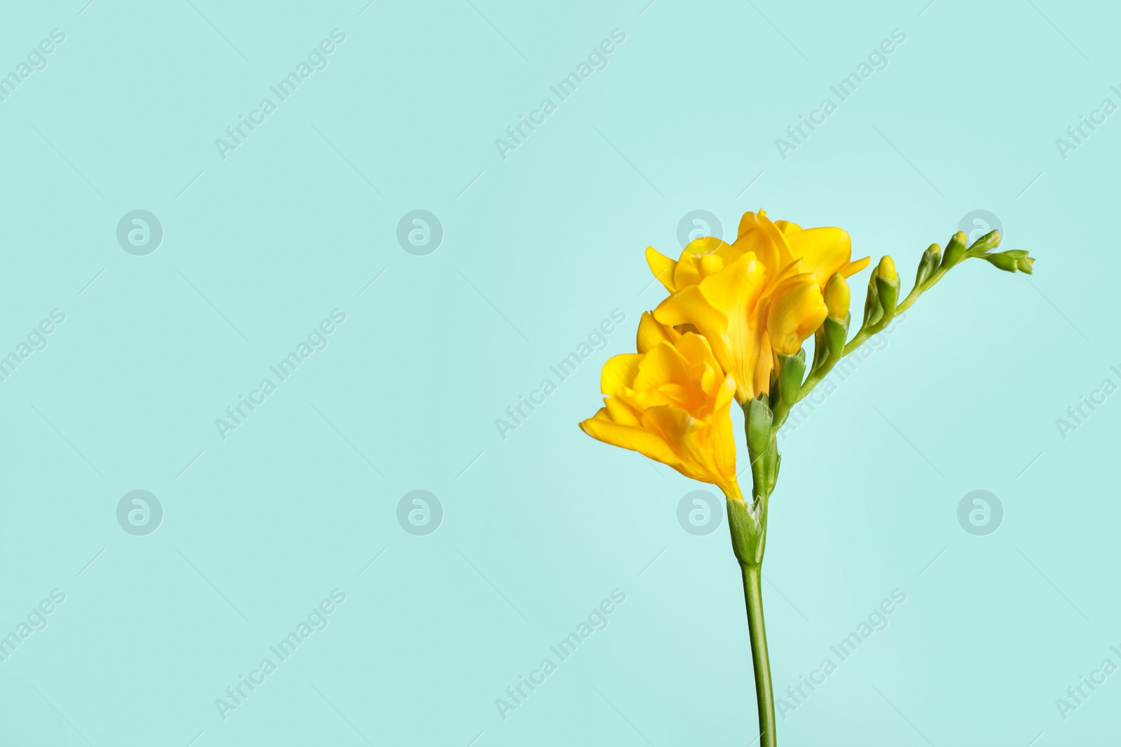 Photo of Beautiful blooming yellow freesia on light blue background. Space for text